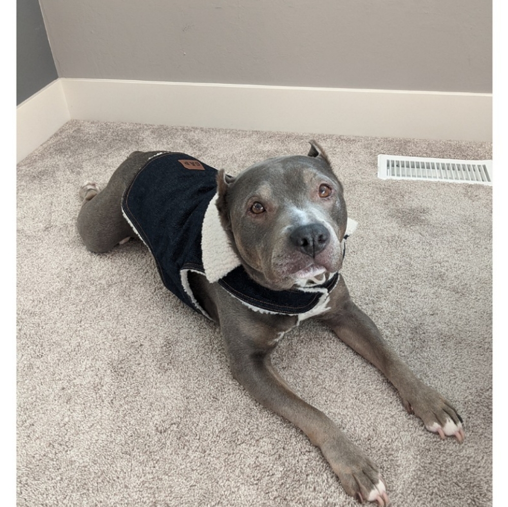 🥰🥳🥰 Host Pick! 🥰🥳🥰 🐕 Dog Jacket
